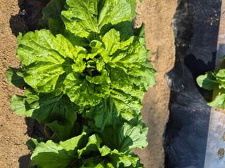 꽃사랑님의 👍올해 나의 최고 자랑은? · 참여글 작성글 사진