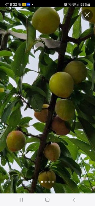 낙엽교목류21691님의 자유주제 · 칭찬해요 작성글 사진