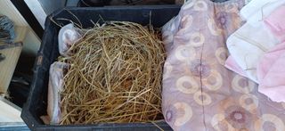 선한마음의 행복님의 농사에 새로운 기회가 주어진다면? · 참여글 작성글 사진