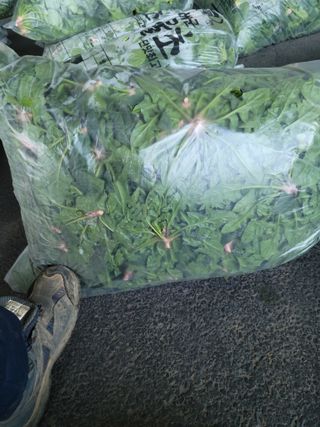 고기만님의 시금치 · 영농일지 작성글 사진