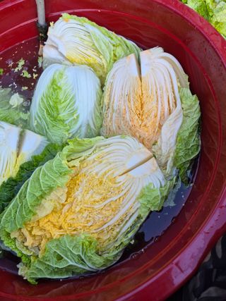 꽃사랑님의 👍올해 나의 최고 자랑은? · 참여글 작성글 사진