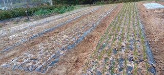 선한마음의 행복님의 농사에 새로운 기회가 주어진다면? · 참여글 작성글 사진