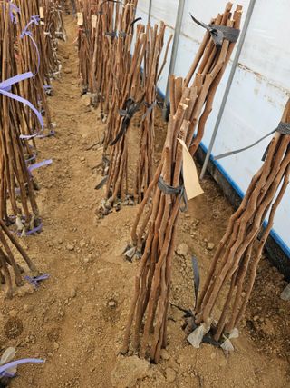 뿌리묘목농원님의 작성글 사진