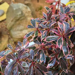 한소현님의 👍올해 나의 최고 자랑은? · 참여글 작성글 사진