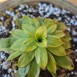 팜모닝 👍올해 나의 최고 자랑은?·참여글 게시글 이미지