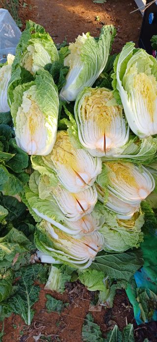 선한마음의 행복님의 농사에 새로운 기회가 주어진다면? · 참여글 작성글 사진