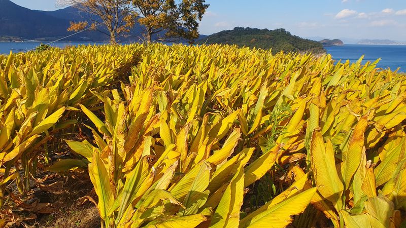 송죽암님의 장터 판매 상품 [강황(울금)가루 판매] 첨부 사진