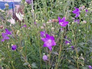 온시디움님의 👍올해 나의 최고 자랑은? · 참여글 작성글 사진