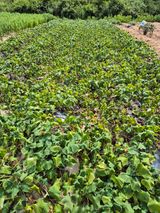 팜모닝 농사에 새로운 기회가 주어진다면?·참여글 게시글 이미지