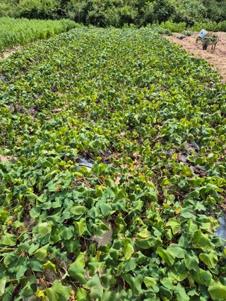 꽃사랑님의 농사에 새로운 기회가 주어진다면? · 참여글 작성글 사진