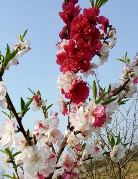 장터 상품 [삼색홍도화 접목1년생] 썸네일