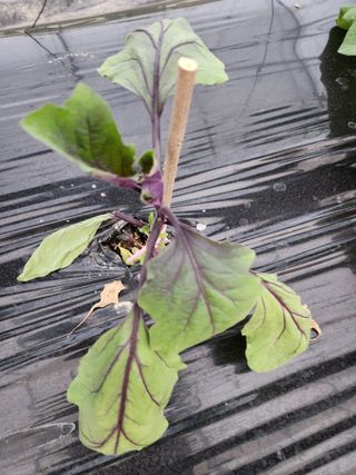 은수 은서아빠^^♡님의 농사에 새로운 기회가 주어진다면? · 참여글 작성글 사진