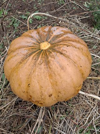 김태천님의 농사에 새로운 기회가 주어진다면? · 참여글 작성글 사진