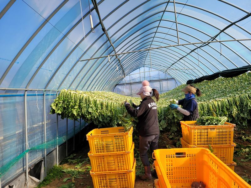 해안 펀치볼 시래기님의 장터 판매 상품 [햇시래기 1k 2k 3k 4k 5k10k] 첨부 사진