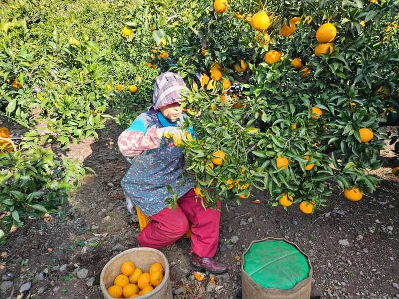 새달귤농장님의 장터 판매 상품 [ (할인.한정판매)상큼하고 달코롬 맛 2.5키로] 첨부 사진