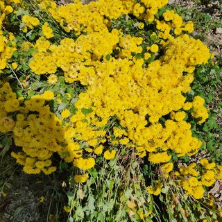 헤라여신^^♡님의 👍올해 나의 최고 자랑은? · 참여글 작성글 사진