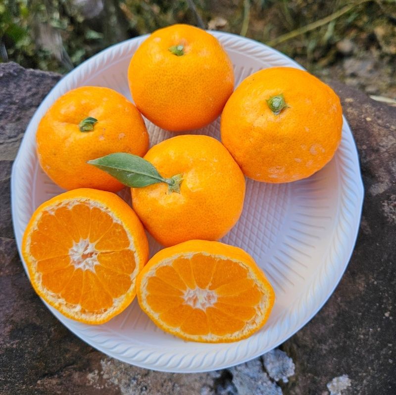 새달귤농장님의 장터 판매 상품 [ (할인.한정판매)상큼하고 달코롬 맛 2.5키로] 첨부 사진