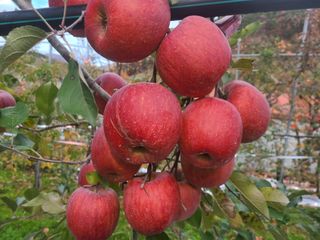 화성농원님의 농사에 새로운 기회가 주어진다면? · 참여글 작성글 사진