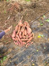 팜모닝 농사에 새로운 기회가 주어진다면?·참여글 게시글 이미지