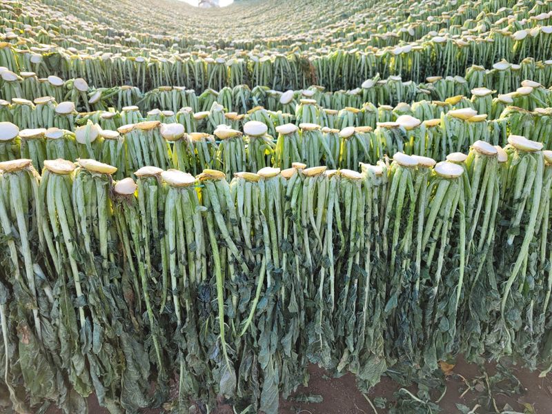 해안 펀치볼 시래기님의 장터 판매 상품 [햇시래기 1k 2k 3k 4k 5k10k] 첨부 사진