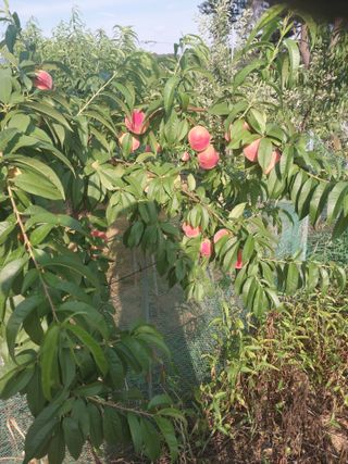 자연인님의 자유주제 · 자유게시판 작성글 사진