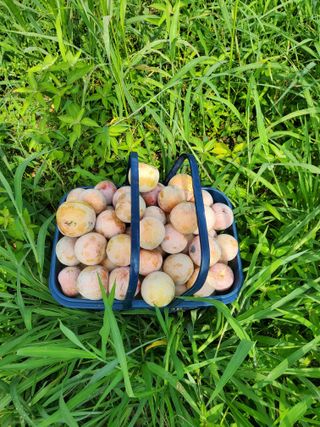 서정훈 님의 농사에 새로운 기회가 주어진다면? · 참여글 작성글 사진