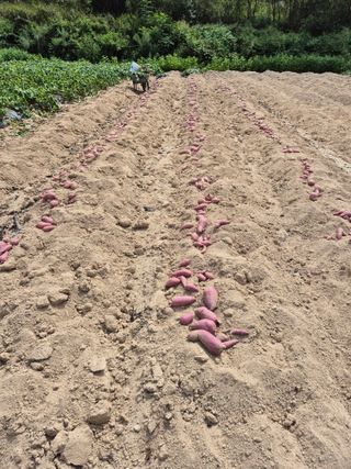 꽃사랑님의 농사에 새로운 기회가 주어진다면? · 참여글 작성글 사진