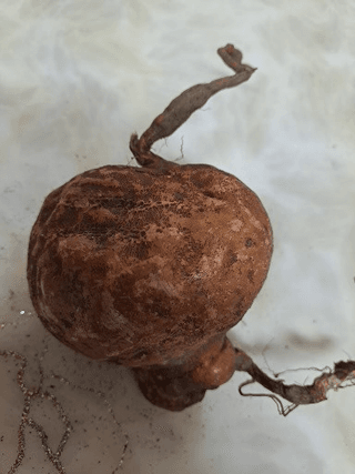 김태천님의 농사에 새로운 기회가 주어진다면? · 참여글 작성글 사진