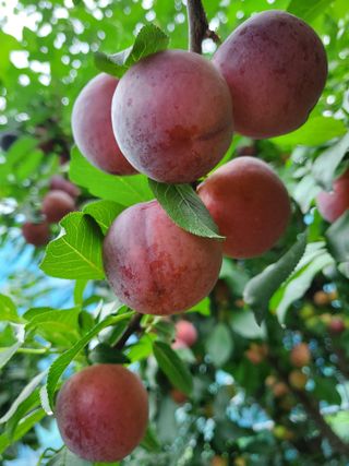 서정훈 님의 농사에 새로운 기회가 주어진다면? · 참여글 작성글 사진