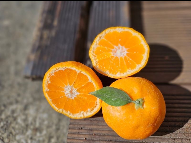 새달귤농장님의 장터 판매 상품 [ (할인.한정판매)상큼하고 달코롬 맛 2.5키로] 첨부 사진