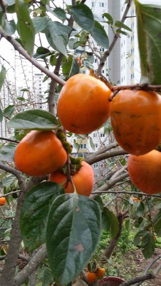 김태천님의 농사에 새로운 기회가 주어진다면? · 참여글 작성글 사진