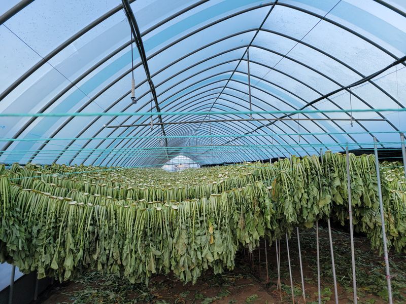 해안 펀치볼 시래기님의 장터 판매 상품 [햇시래기 1k 2k 3k 4k 5k10k] 첨부 사진