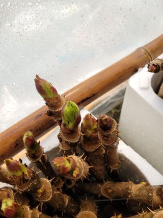 니나노님의 농사에 새로운 기회가 주어진다면? · 참여글 작성글 사진