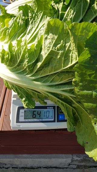 박경덕님의 농사에 새로운 기회가 주어진다면? · 참여글 작성글 사진