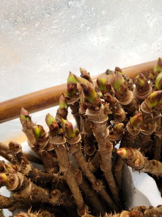 니나노님의 농사에 새로운 기회가 주어진다면? · 참여글 작성글 사진