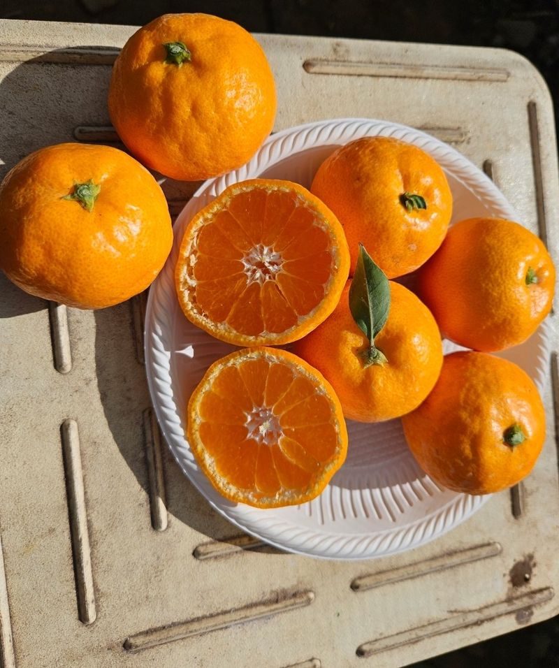 새달귤농장님의 장터 판매 상품 [ (할인.한정판매)상큼하고 달코롬 맛 2.5키로] 첨부 사진