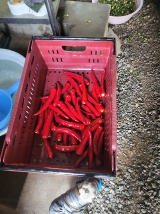 남병목님의 농사에 새로운 기회가 주어진다면? · 참여글 작성글 사진