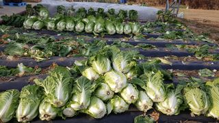 박경덕님의 농사에 새로운 기회가 주어진다면? · 참여글 작성글 사진