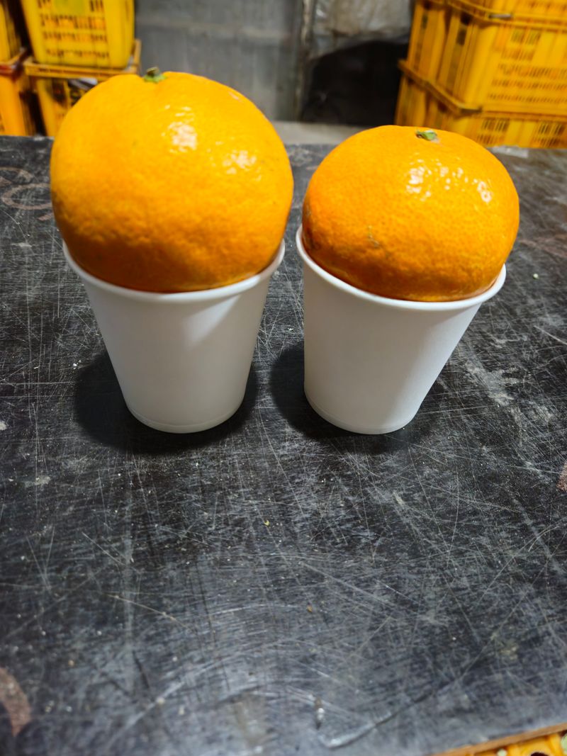 새달귤농장님의 장터 판매 상품 [ (할인.한정판매)상큼하고 달코롬 맛 2.5키로] 첨부 사진