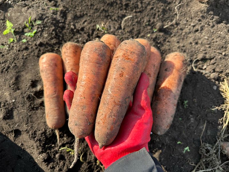 김훈님의 장터 판매 상품 [2025년 제주 구좌 햇 당근 5kg, 10kg] 첨부 사진