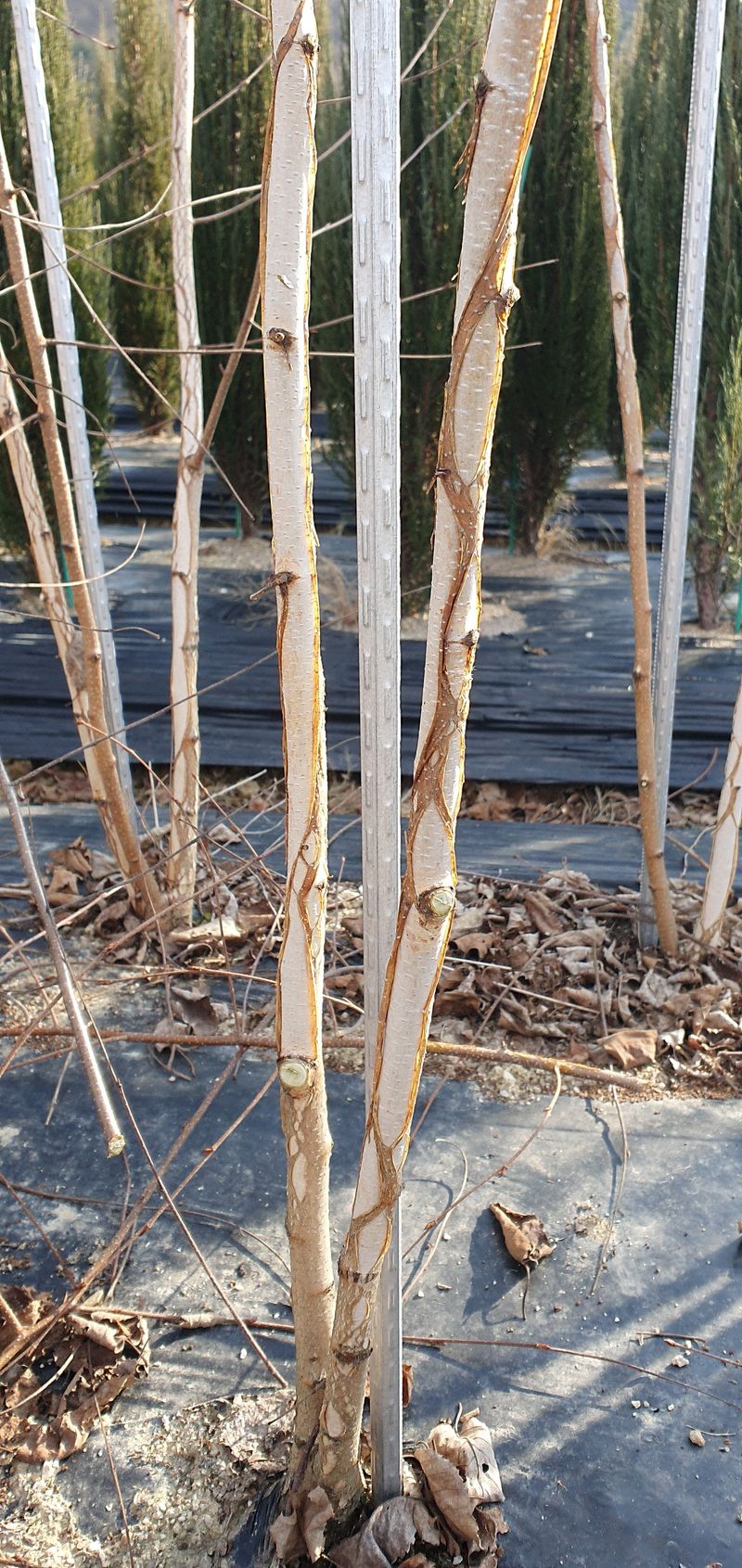 장터 상품 [자작나무(잭큐몬티 도랜보스)] 썸네일