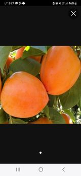 팜모닝 👍올해 나의 최고 자랑은?·참여글 게시글 이미지