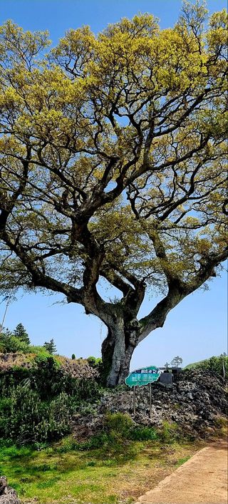 (팽나무*공주)님의 👍올해 나의 최고 자랑은? · 참여글 작성글 사진