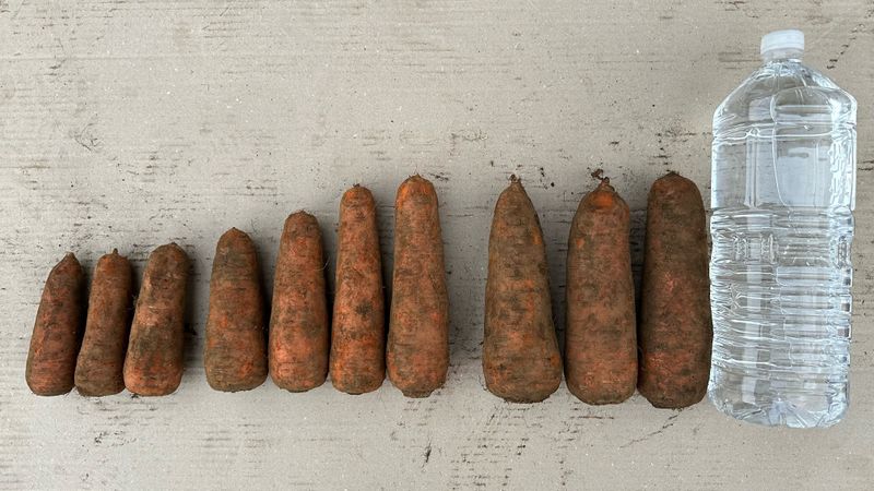 김훈님의 장터 판매 상품 [2025년 제주 구좌 햇 당근 5kg, 10kg] 첨부 사진