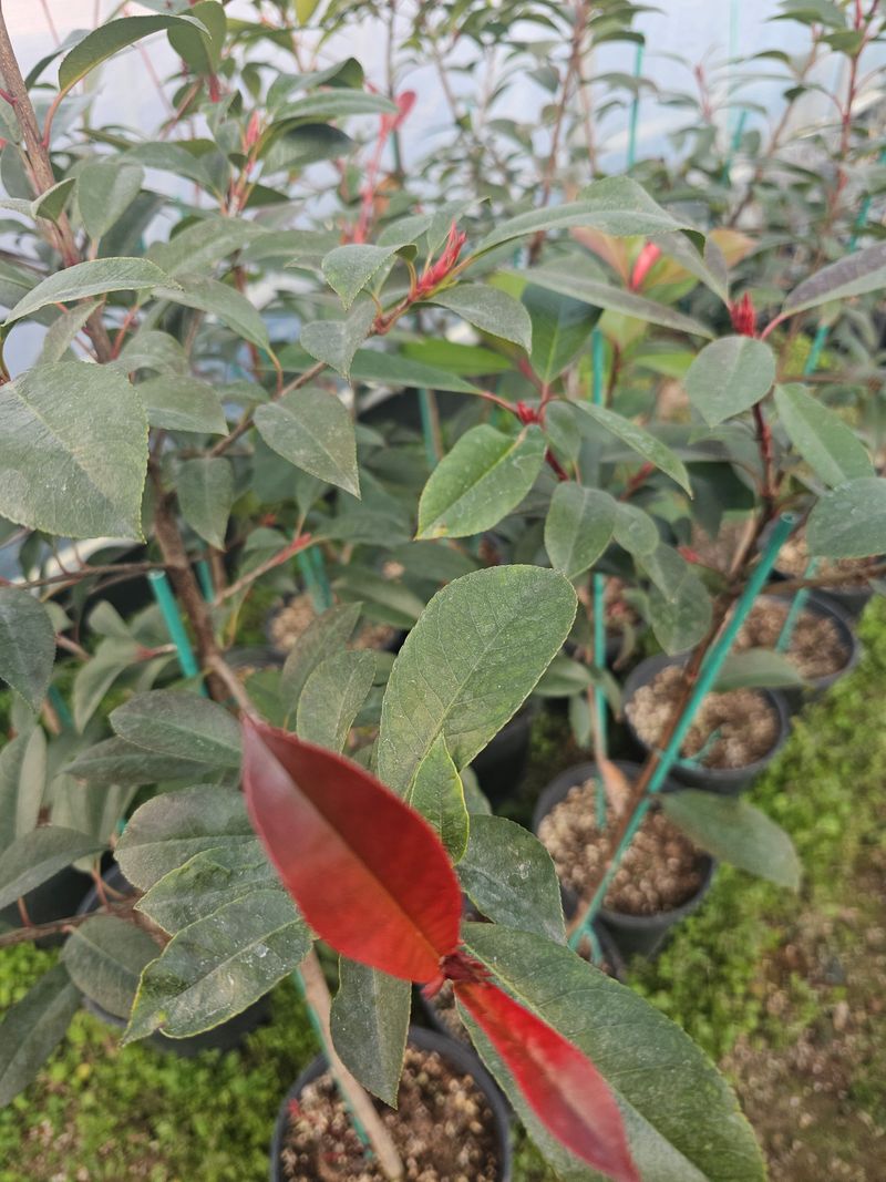 장터 상품 [레드로빈홍가시 3년생 (7호포트)] 썸네일