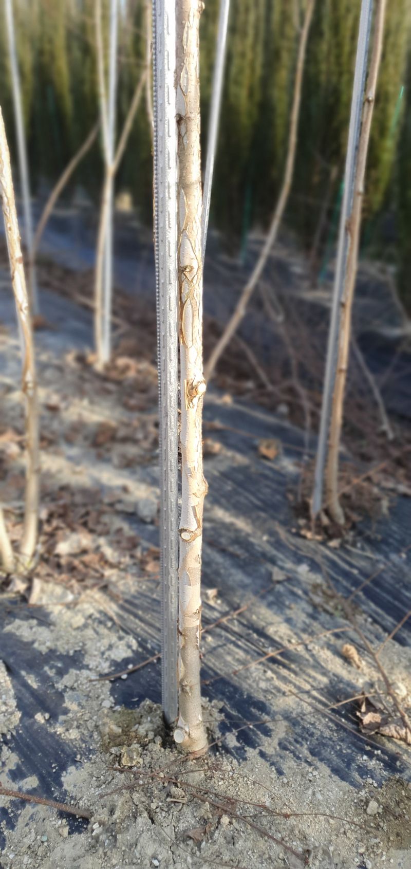 권영섭님의 장터 판매 상품 [자작나무(잭큐몬티 도랜보스)] 첨부 사진