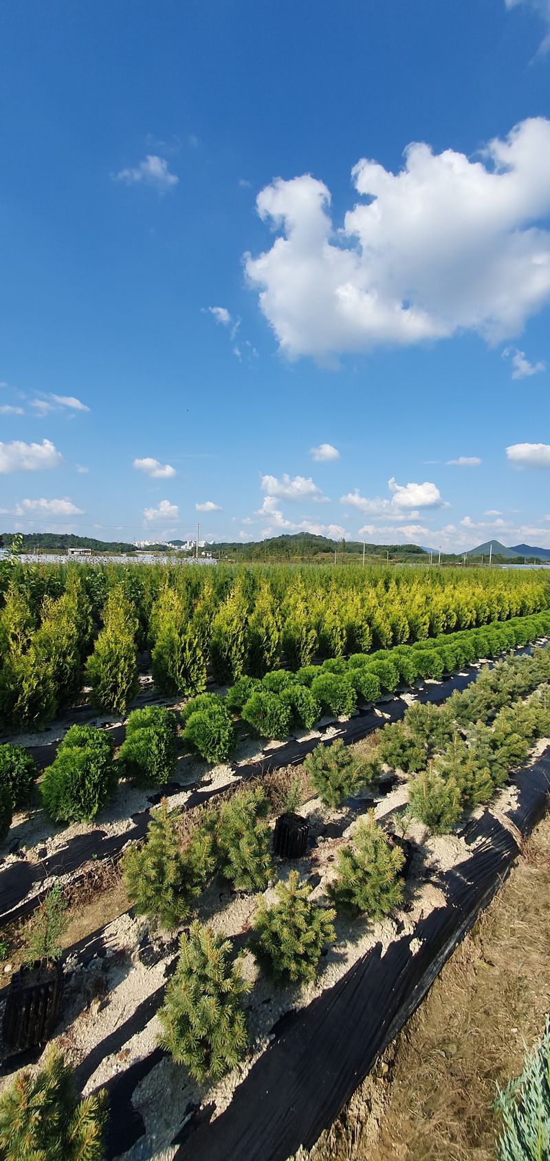 권영섭님의 장터 판매 상품 [자작나무(잭큐몬티 도랜보스)] 첨부 사진