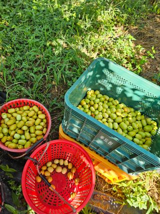 배성은365님의 농사에 새로운 기회가 주어진다면? · 참여글 작성글 사진