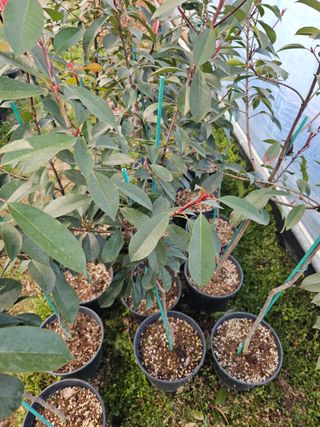 뿌리묘목농원님의 작성글 사진