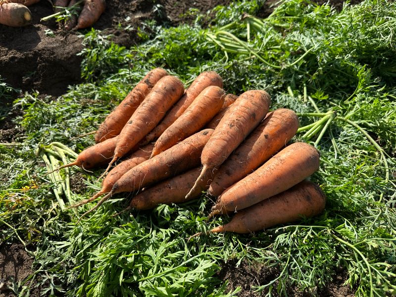 김훈님의 장터 판매 상품 [2025년 제주 구좌 햇 당근 5kg, 10kg] 첨부 사진